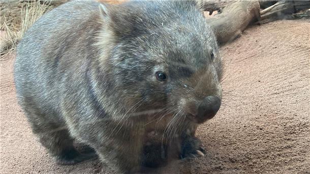 Koalas und Co. in Not: Australien will Artensterben stoppen Ein Wombat geht durch sein Gehege im Wild Life Sydney Zoo.