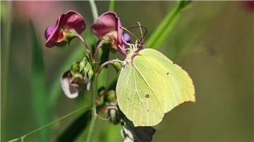 Ein Schmetterling