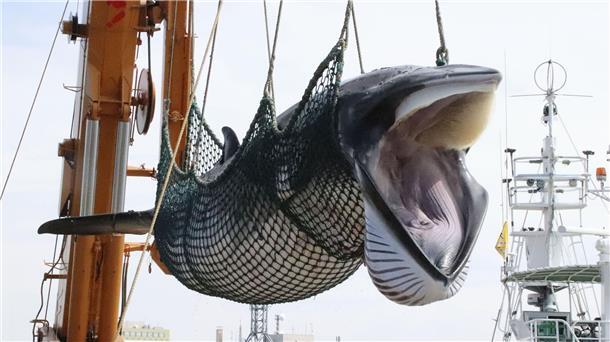 Walfangkommission berät über Umgang mit gefährdeten Arten Ein Zwergwal wird in einem Hafen von einem Schiff gelöscht.