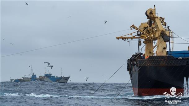 Meeresschützer auf der „John Paul DeJoria“: Tine will wieder kommen Einblicke in die Arbeit der Neptune` s Pirates in Zusammenarbeit mit Sea Shepherd Frankreich.