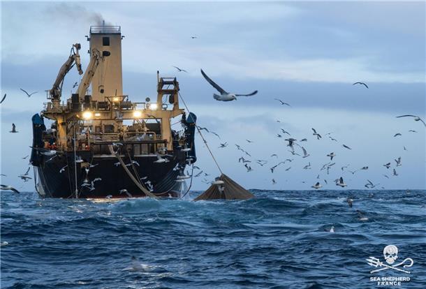 Meeresschützer auf der „John Paul DeJoria“: Tine will wieder kommen Einblicke in die Arbeit der Neptune` s Pirates in Zusammenarbeit mit Sea Shepherd Frankreich.