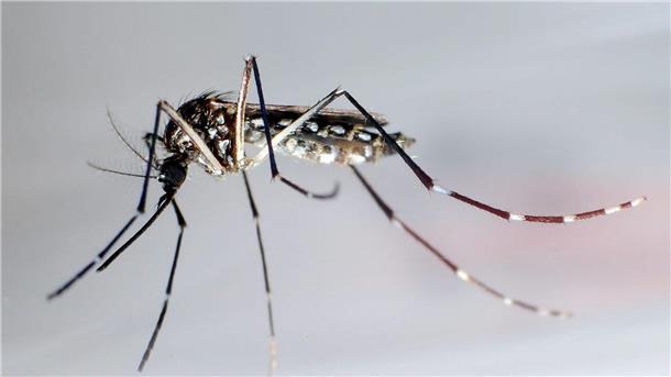 Studie: Klimawandel verschärft Ausbreitung des Denguefiebers Eine Ägyptische Tigermücke: Sie überträgt Krankheiten wie Dengue-Fieber, Gelbfieber und Zika-Fieber. (Archivbild)