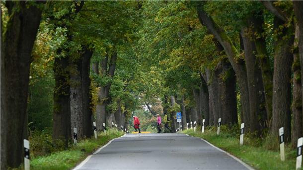 Eine Allee hat zu jeder Jahreszeit einen anderen Reiz.