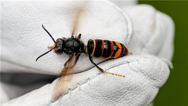 Eine Asiatische Hornisse (Vespa velutina nigrithorax).