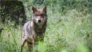 Eine ausgewachsener weiblicher Wolf. Besonders intensiv wurden die Tiere, die eigentlich durch die Fauna-Flora-Habitatrichtlinie der EU besonders geschützt sind, in Tirol und Kärnten bejagt.