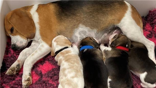 Hundemamas erkennen ihre Welpen am Winseln Eine Beagle-Mutter säugt ihre Welpen. Hundemamas erkennen ihren eigenen Nachwuchs am Gewimmer.