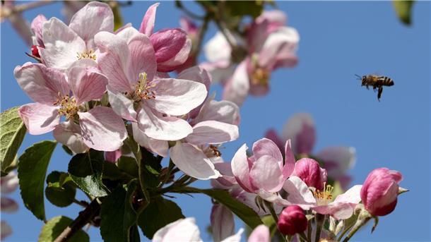 Der Frühsommer klopft an: Am langen Wochenende wird es warm Eine Biene fliegt die Apfelblüten in Mecklenburg-Vorpommern an.