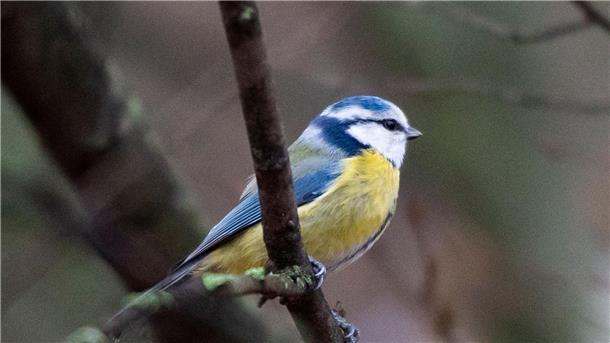Eine Blaumeise sitzt auf einem Ast.