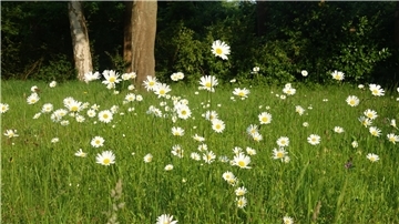 Eine Blumenwiese bietet Insekten den idealen Lebensraum.