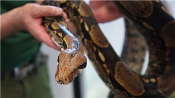 Eine Boa Constrictor wie diese hat ein Angler in WIldeshausen an der Hunte gefunden.(Symbolbild)