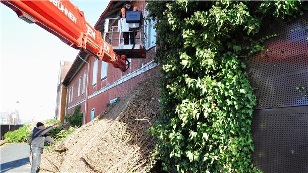 Eine Dachdeckerfirma aus Bremen hat damit begonnen, den Efeu von der Fassade des Nordenhamer Bahnhofs zu reißen.