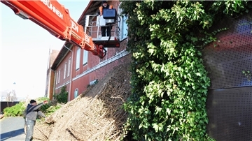 Eine Dachdeckerfirma aus Bremen hat damit begonnen, den Efeu von der Fassade des Nordenhamer Bahnhofs zu reißen.