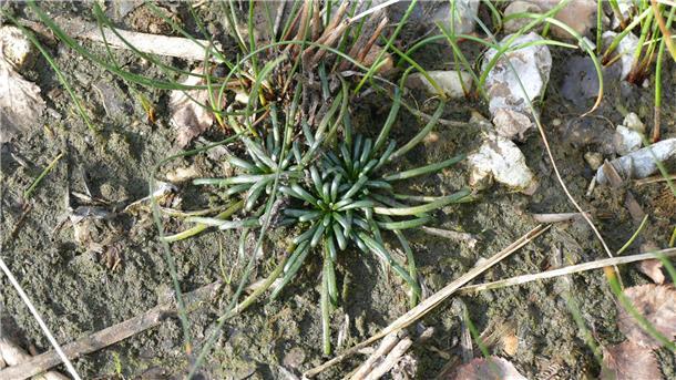 Am Silbersee in Wehdel tut sich einiges für den Naturschutz Lobelie am Silbersee in Wehdel