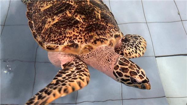 Eine Echte Karettschildkröte schwimmt in einem Becken des Turtle Conservation And Education Center (TCEC), das Meeresschildkröten etwa vor Ritualen oder illegalem Handel rettet.