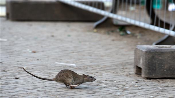 Rattenplage in Bremerhaven: Was sich nach NZ‑Bericht getan hat Eine einzelne Ratte flitzt über die Straße.