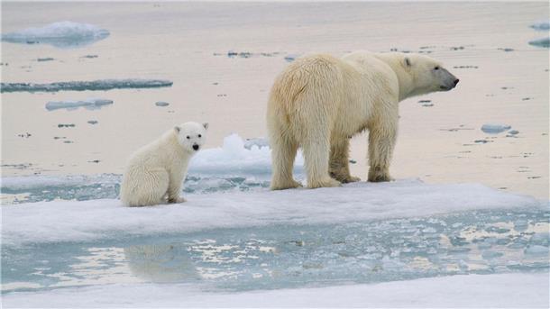 Eine Eisbär-Mutter ist mit einem Jungtier auf einer Eisscholle vor der Küste von Spitzbergen unterwegs.