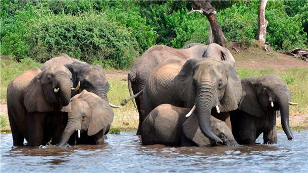 Elefanten für Deutschland? Botsuana droht mit Keulung Eine Elefantenherde im Chobe-Nationalpark im Norden Botsuanas (Archivbild).