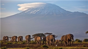 Eine Elefantenherde streift bei Sonnenaufgang im Amboseli-Nationalpark über eine Ebene.