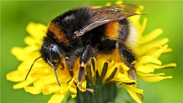 Ausschau halten nach Sechsbeinern: NABU ruft den Insektensommer aus Eine Erdhummel auf Nahrungssuche.