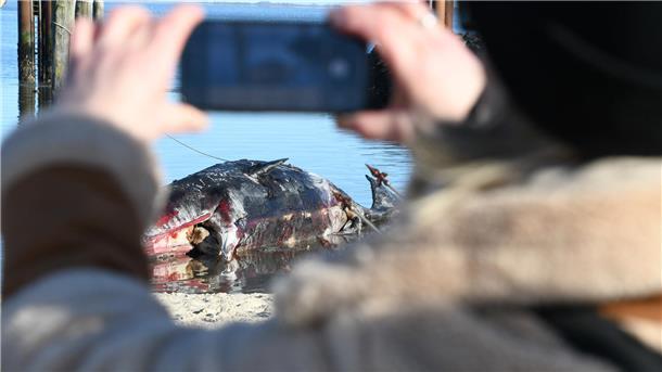 Eine Frau filmt mit ihrem Handy einen im Wasser liegenden toten Pottwal. Der rund 14 Meter lange Kadaver war am Wochenende von Muschelfischern dorthin geschleppt und gesichert worden.