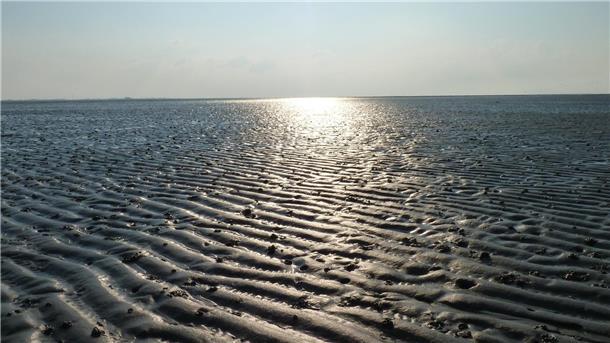 Eine Führung durch das Wattenmeer ist für viele Touristen ein Höhepunkt ihres Urlaubs an der Nordseeküste.