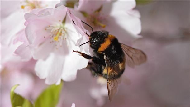 Gartenhummel zum Gartentier des Jahres gewählt Eine Gartenhummel sucht auf der Blüte einer japanischen Zierkirsche nach Pollen.