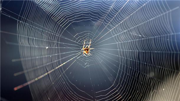 Eine Gartenkreuzspinne in ihrem Radnetz. Sie gehört zu den Spinnenarten, die es nicht in die Häuser zieht.