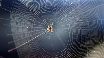 Eine Gartenkreuzspinne in ihrem Radnetz. Sie gehört zu den Spinnenarten, die es nicht in die Häuser zieht.