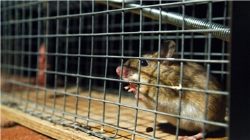 Eine gefangene Maus sitzt in einer Lebendfalle. US-Forscher wären an ihr wohl interessiert.