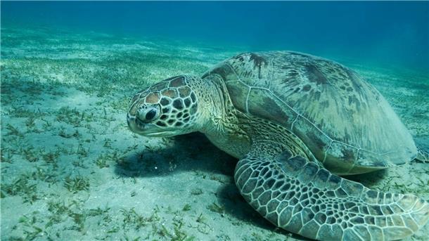 UN-Bericht sieht starke Bedrohung wandernder Tierarten Eine Grüne Meeresschildkröte (Chelonia mydas) schwimmt im Roten Meer. Meeresschildkröten gehören zu den wandernden Tierarten.