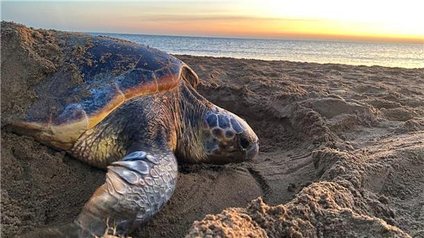 Schildkröten passen ihre Eiablage an den Klimawandel an Eine Grüne Meeresschildkröte kehrt nach der Eiablage ins Wasser zurück.