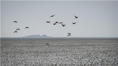 Verbände: Mehr Rücksicht auf das Wattenmeer nehmen Eine Gruppe Eiderenten fliegt über das Watt vor der Hallig Oland.