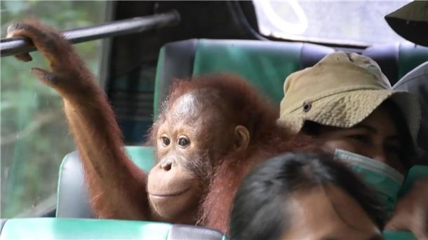 Eine Gruppe junger Orang-Utans fährt im Bus in ein neues Schutzzentrum.