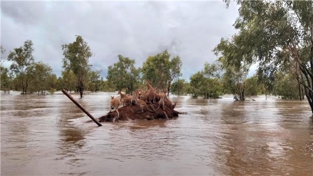 Jahrhundertflut in australischer Kimberley-Region Eine Gruppe Kängurus, die im Hochwasser von Kimberly gestrandet sind.
