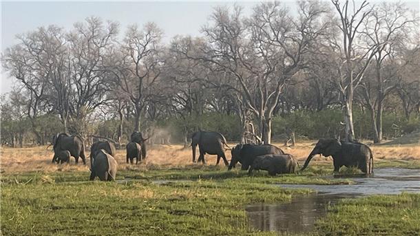 Fluch oder Segen: Hat Botsuana zu viele Elefanten? Eine Herde Elefanten im berühmten Okavango-Delta von Botsuana
