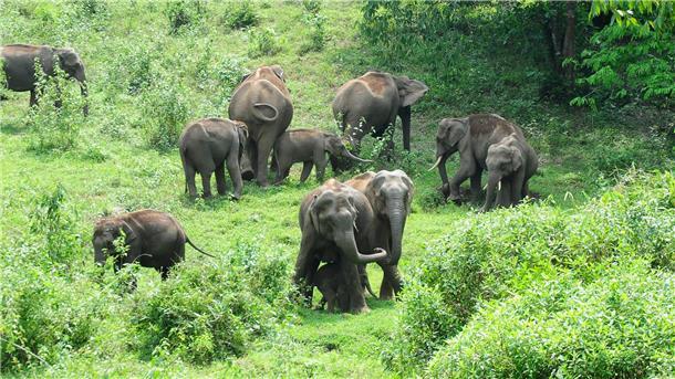 Eine Herde wilder Elefanten grast im südindischen Bundesstaat Kerala: Ein Tier machte hier immer wieder Probleme.