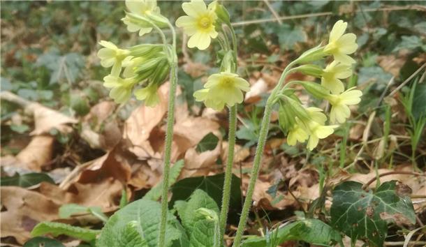 Eine Hohe Schlüsselblume im Laubwald an der Oste.