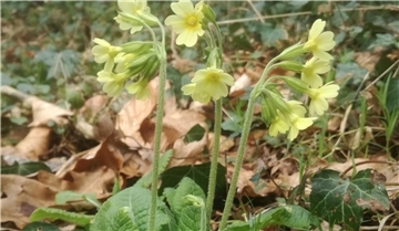Eine Hohe Schlüsselblume im Laubwald an der Oste.