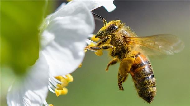 Eine Honigbiene ist im Anflug auf eine Süßkirschblüte.