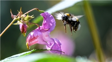 Eine Hummel fliegt auf die Blüte eines Dru¨sigen Springkrauts (Impatiens glandulifera) zu.