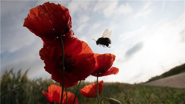 Insektensterben schreitet voran: Was kann der Einzelne tun? Eine Hummel fliegt eine Reihe von Mohnblumen an, die von der Morgensonne beleuchtet werden. Das deutschlandweite Insektensterben schreitet selbst in Naturschutzgebieten weiter voran.
