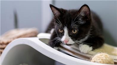 Eine junge Katze liegt in ihrem Gehege im Berliner Tierheim.