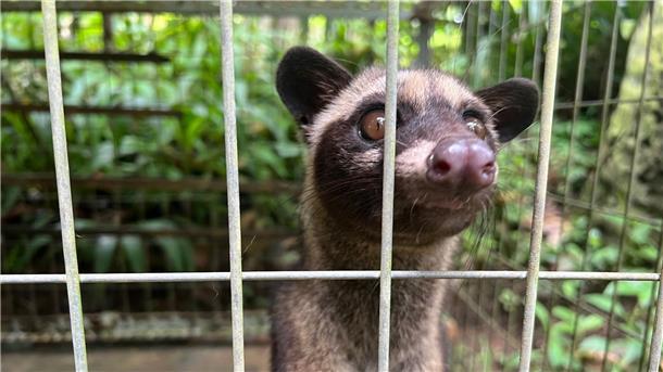 Wie Schleichkatzen für Luxuskaffee leiden Eine junge Schleichkatze in ihrem Käfig in einem Kaffeegarten für Touristen auf Bali. Die Tiere werden eingesperrt, um Luwak Coffee (Kopi Luwak) zu produzieren, den wohl teuersten Kaffee der Welt.