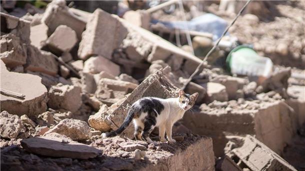 Erdbeben in Marokko: Zahl der Toten steigt auf mehr als 2000 Eine Katze läuft durch Trümmer.