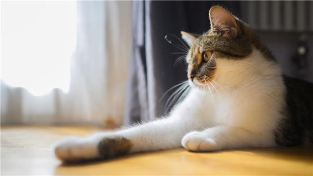 Linkspfoter - Auch Tiere haben eine Lieblingsseite Eine Katze liegt mit ihren zwei Vorderpfoten in einer Wohnung.