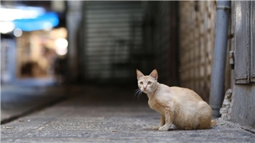 Eine Katze sitzt an einer menschenleeren Straße. Auf Zypern starben Analysen zufolge seit Jahresbeginn tausende Katzen an einem aggressiver gewordenen Tier-Coronavirus. (Symbolbild)