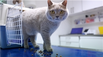 Eine Katze steht in einer Tierarztpraxis auf dem Behandlungstisch. Dorthin dürfte es nach einem Beschluss des Tarmstedter Samtgemeinderates in nächster Zeit einige Katzenhalter führen.