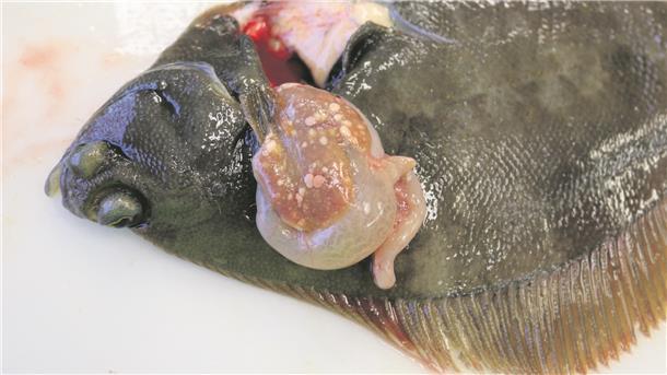 Eine Kliesche mit Tumoren an der Leber: Schon aus Munitionsversenkungsgebieten wie in der Ostsee (Archivfoto) ist bekannt, dass Fische durch Explosivstoffe krank werden können.