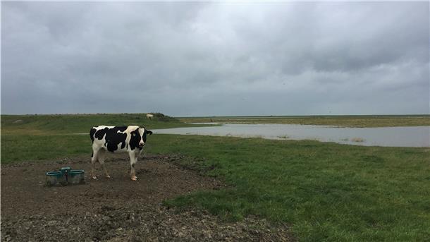 Eine Kuh steht auf dem Langwarder Groden. Über ihr brauen sich dunkle Wolken zusammen. Im Hinblick auf die in Butjadingen wieder anstehende Diskussion über einen Beitritt zur Biosphärenregion dürfte das Bild Symbolcharakter haben.