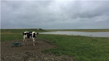Eine Kuh steht auf dem Langwarder Groden. Über ihr brauen sich dunkle Wolken zusammen. Im Hinblick auf die in Butjadingen wieder anstehende Diskussion über einen Beitritt zur Biosphärenregion dürfte das Bild Symbolcharakter haben.